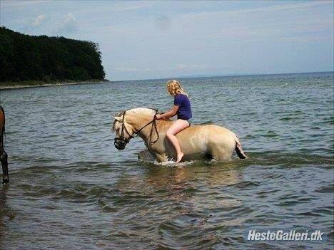 Fjordhest Ingegaard's Océ (Elvis) - På stranden i 2010 billede 4