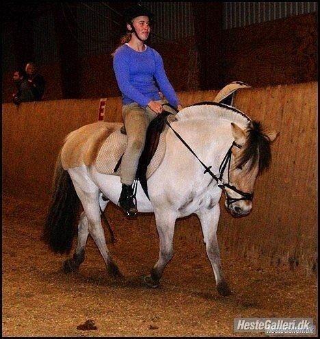 Fjordhest Ingegaard's Océ (Elvis) - Dressurtræning for lang tid siden :)) billede 5