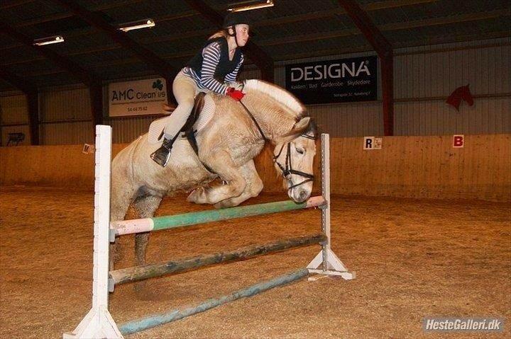 Fjordhest Ingegaard's Océ (Elvis) - 90 cm - 2011? billede 6