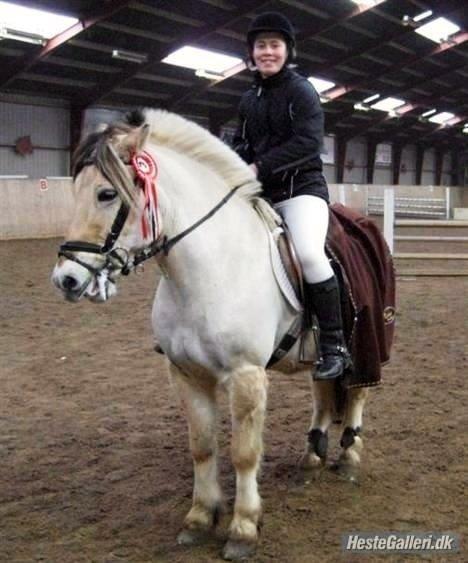 Fjordhest Ingegaard's Océ (Elvis) - Klubmester spring og dressur i 2009 billede 7