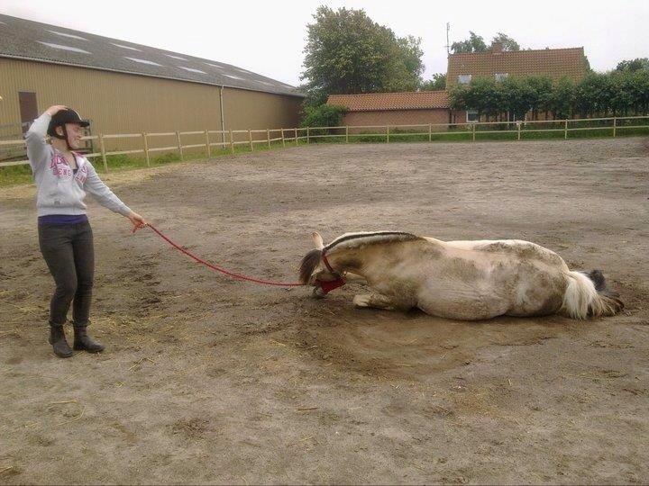 Fjordhest Ingegaard's Océ (Elvis) - Når Elvis vælger at rulle sig efter en lang omgang striglning, og skal til at have taget billeder :') billede 3