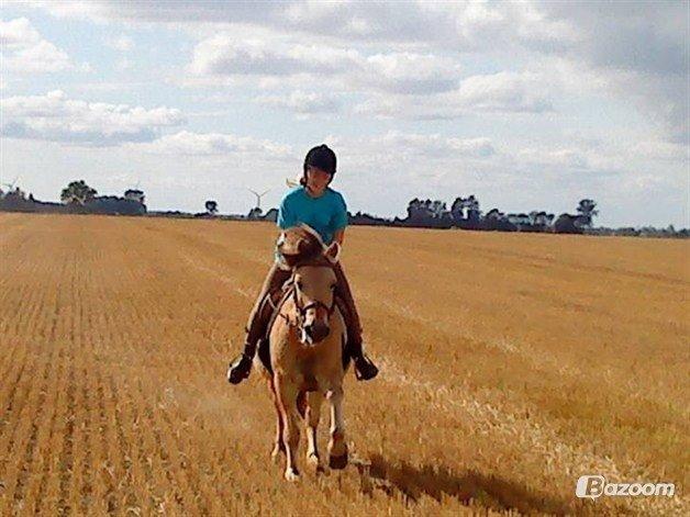 Fjordhest Ingegaard's Océ (Elvis) billede 8