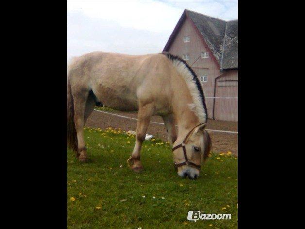 Fjordhest Ingegaard's Océ (Elvis) billede 9