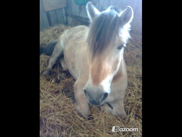 Fjordhest Ingegaard's Océ (Elvis) billede 10