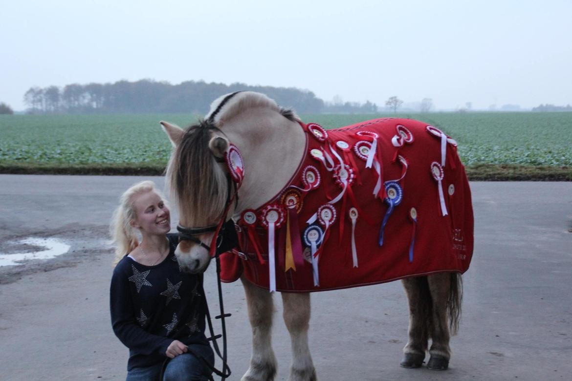 Fjordhest Ingegaard's Océ (Elvis) - Billede taget november 2013, med alle deres rosetter sammen ;) billede 1