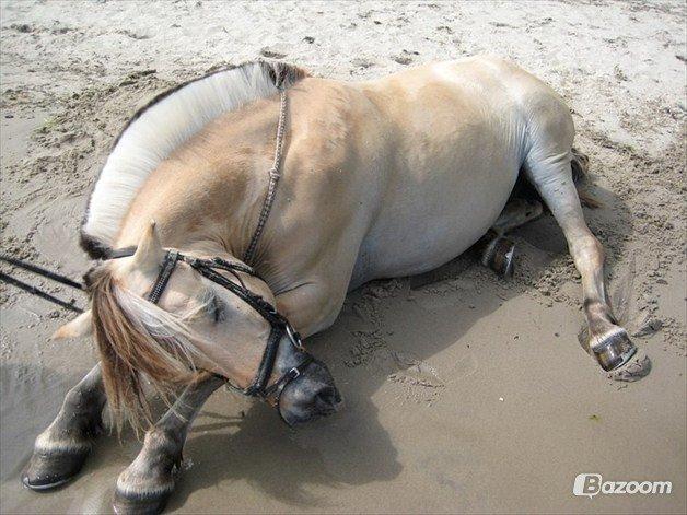 Fjordhest Ingegaard's Océ (Elvis) - Elvis... HVER gang han er på stranden :') billede 11