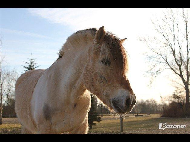 Fjordhest Ingegaard's Océ (Elvis) billede 12