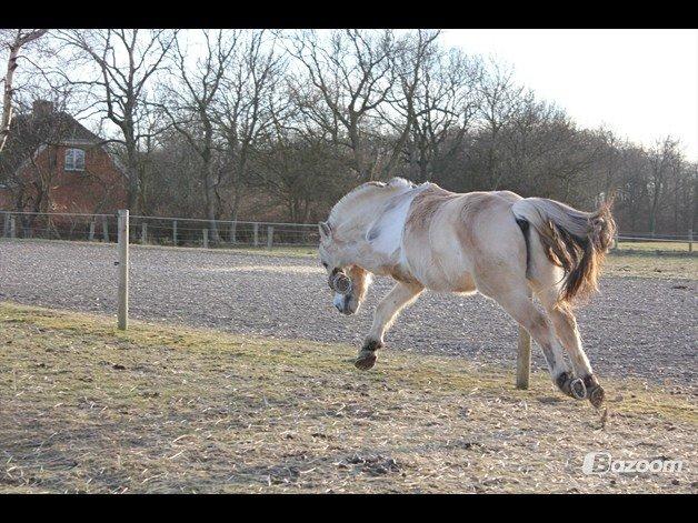 Fjordhest Ingegaard's Océ (Elvis) billede 13