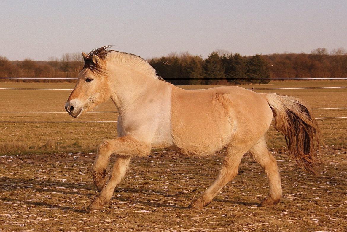 Fjordhest Ingegaard's Océ (Elvis) - Tak fordi i kiggede på Elvis' profil :) billede 14