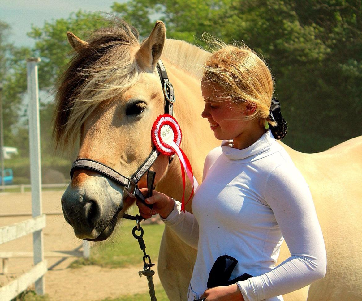 Fjordhest Ingegaard's Océ (Elvis) billede 2