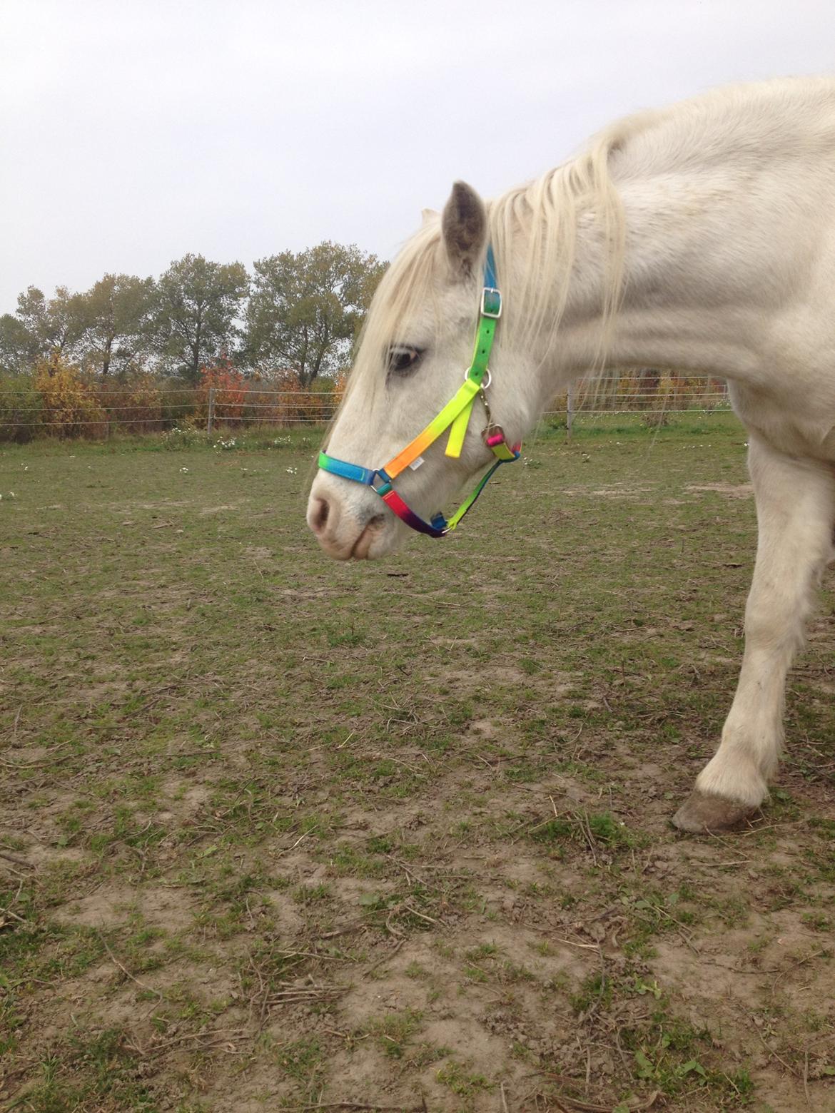 Welsh Mountain (sec A) Prinz billede 2