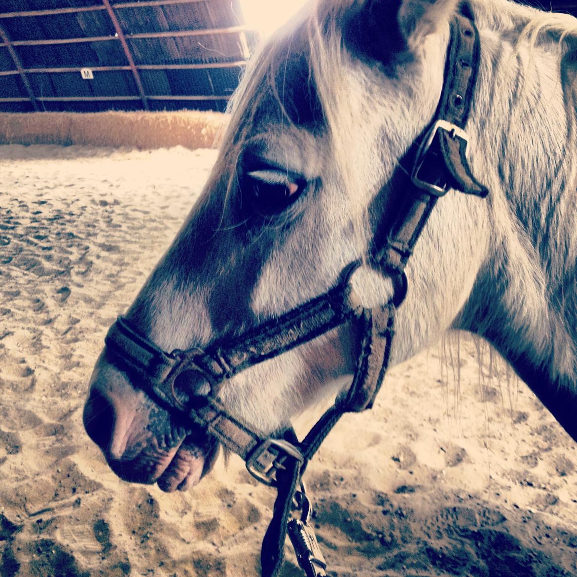 Welsh Mountain (sec A) Prinz billede 3