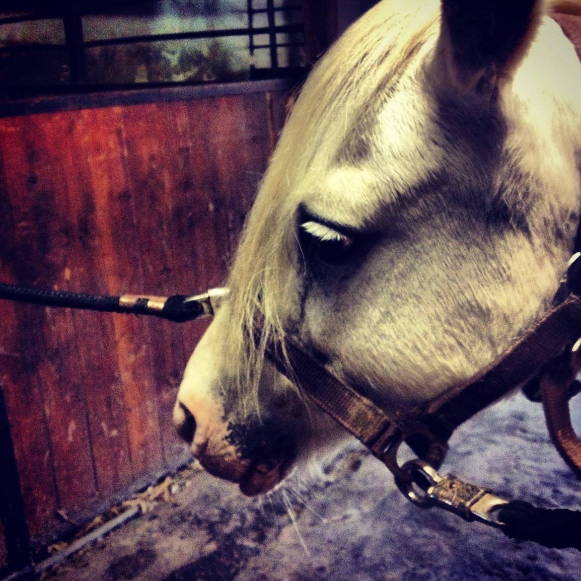 Welsh Mountain (sec A) Prinz billede 4