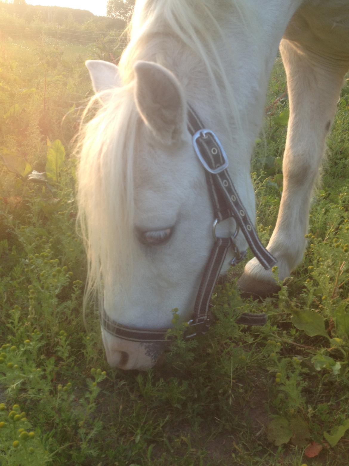 Welsh Mountain (sec A) Prinz billede 5