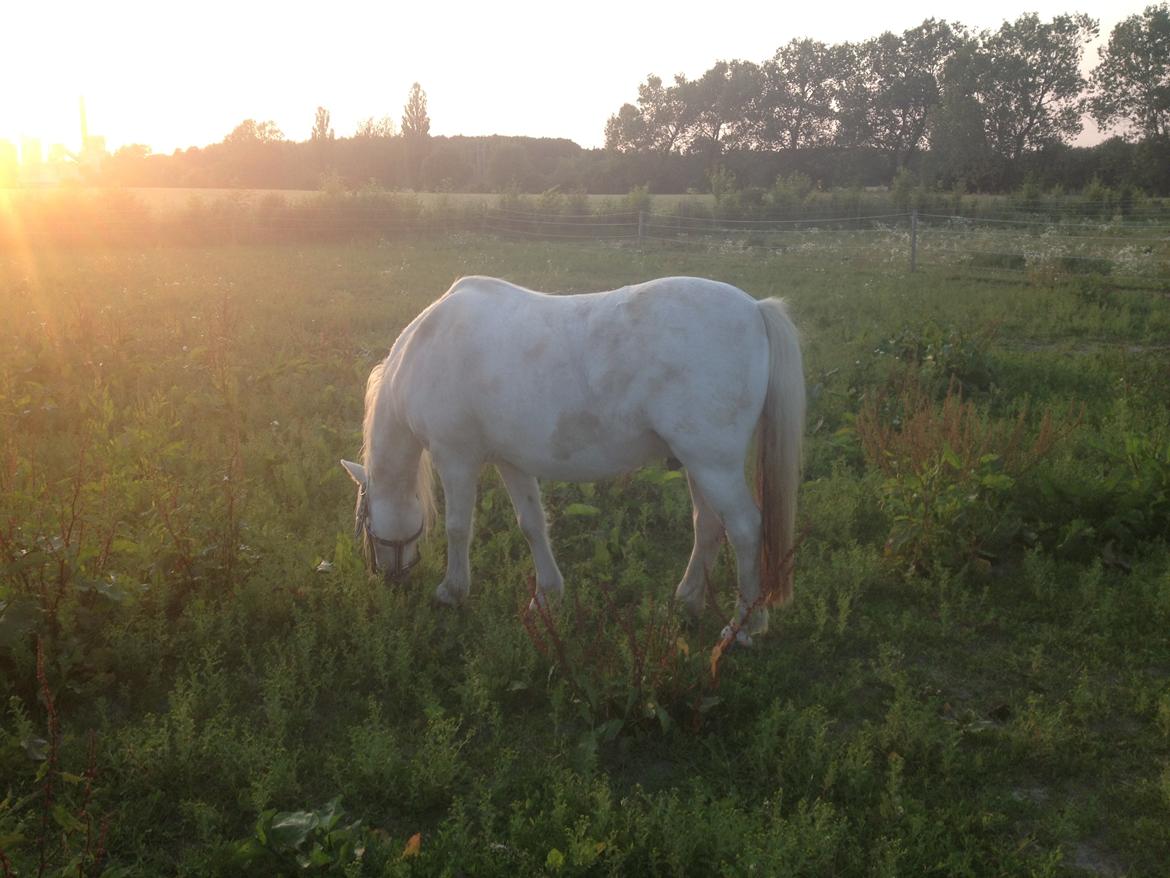 Welsh Mountain (sec A) Prinz billede 6