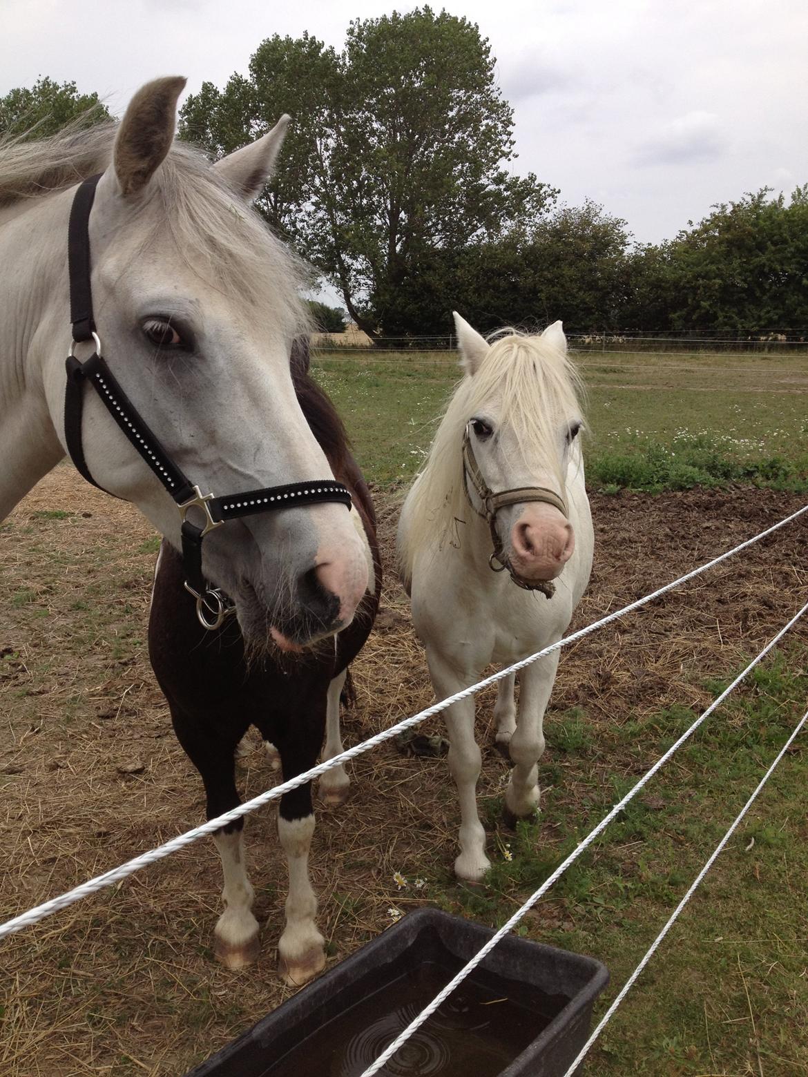 Welsh Mountain (sec A) Prinz billede 7