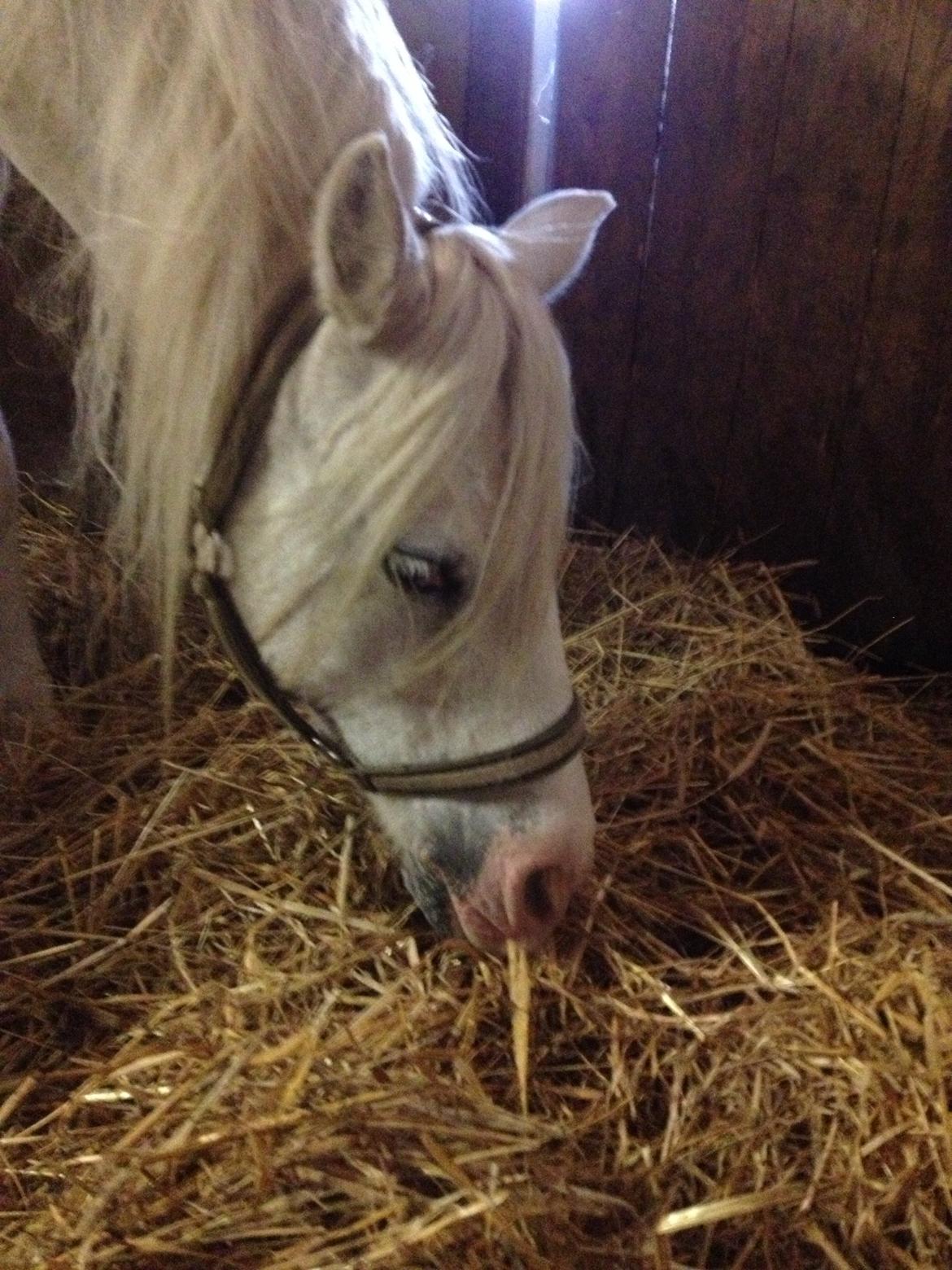 Welsh Mountain (sec A) Prinz billede 8