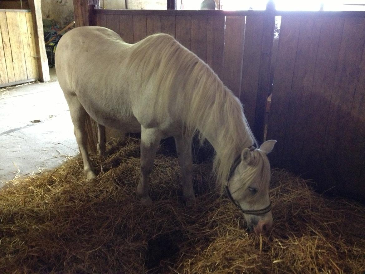 Welsh Mountain (sec A) Prinz billede 9