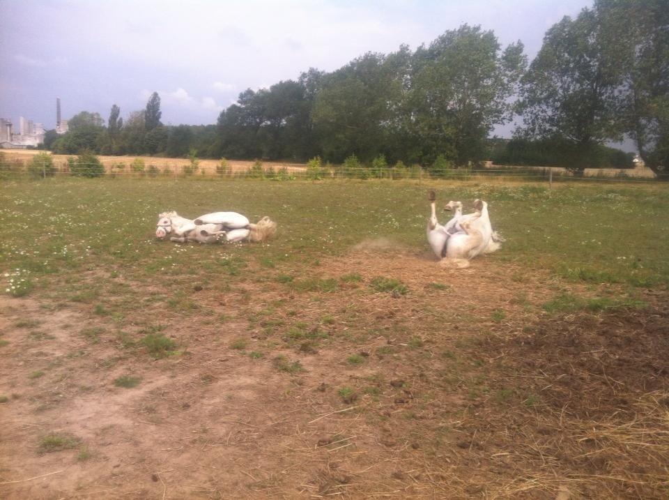 Welsh Mountain (sec A) Prinz billede 10