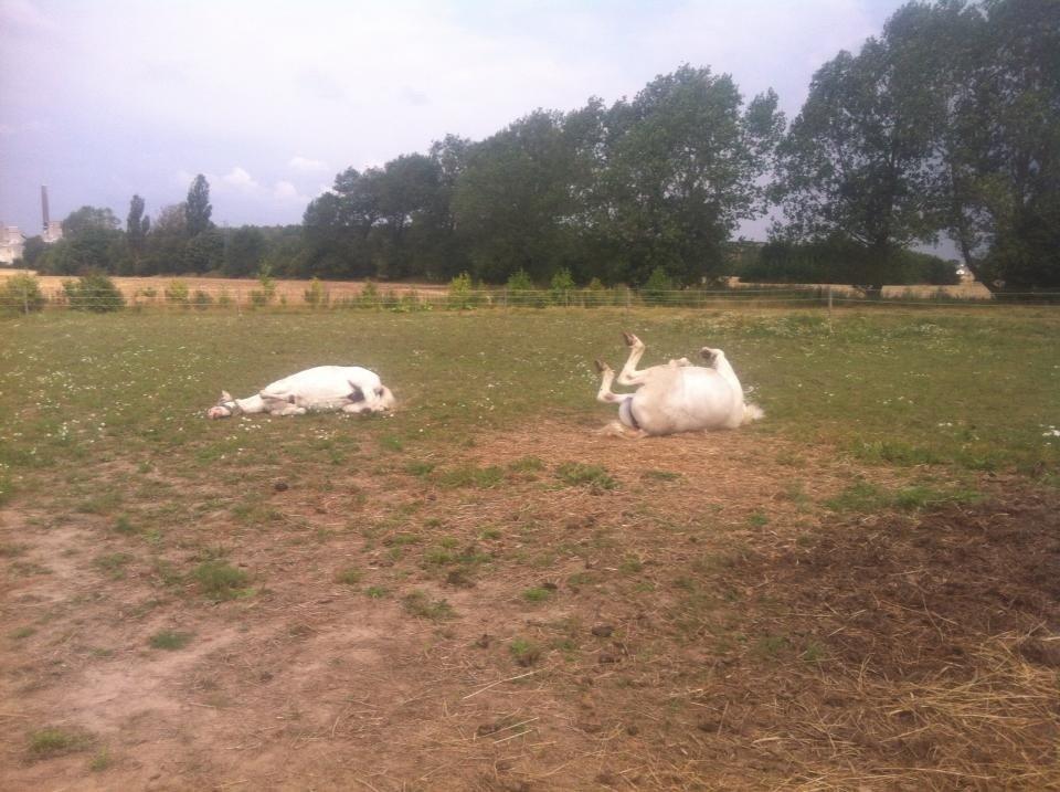 Welsh Mountain (sec A) Prinz billede 11