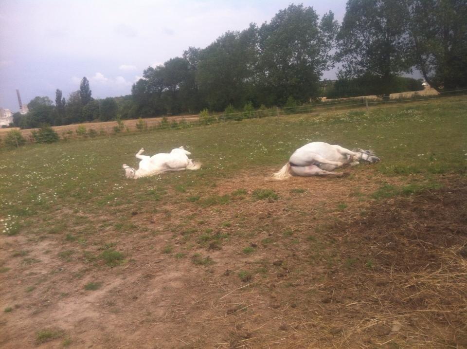 Welsh Mountain (sec A) Prinz billede 12