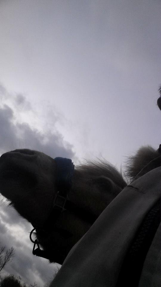 Fjordhest .william - <3 billede 44