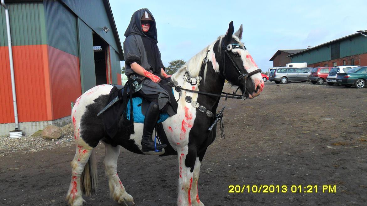 Irish Cob Storm Vinds Thor billede 2