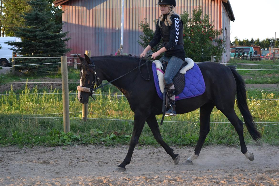 Tysk Sportspony Akrobatin S - Akro og Maja i noget bidløst dressurtræning :)  billede 23