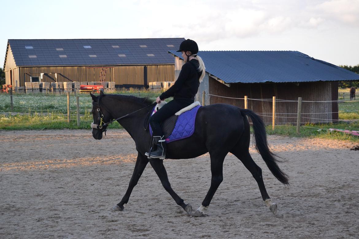 Tysk Sportspony Akrobatin S - Akro og jeg i noget bidløst dressurtræning :) Sommeren 2013 billede 24