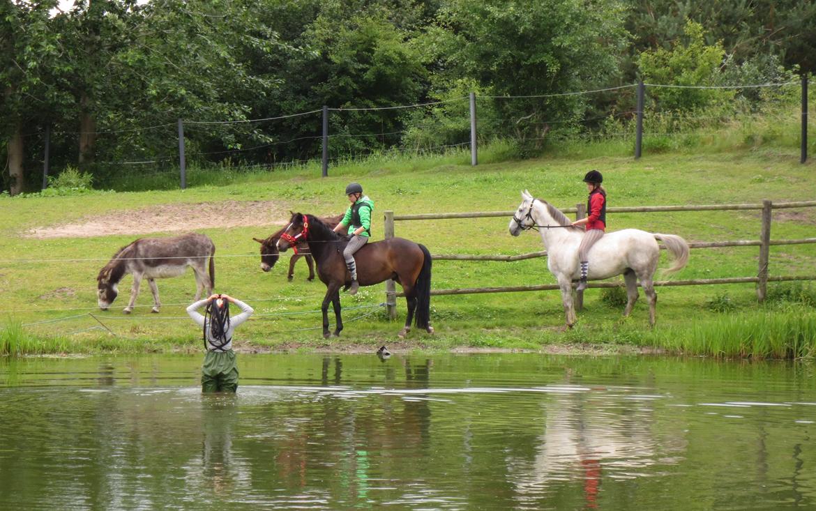 Oldenborg Kahlua - Vi lærer at gå i vand, på ridelejr.

2013 billede 16