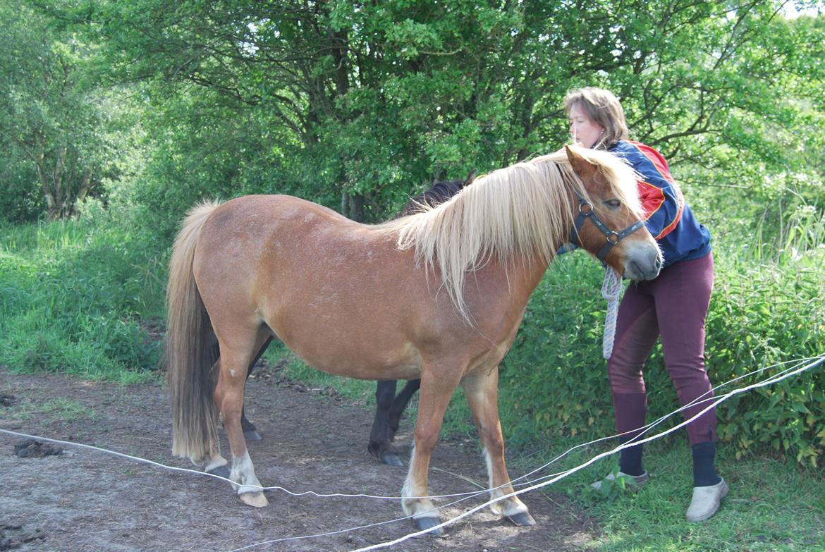 Anden særlig race Twiggi billede 2