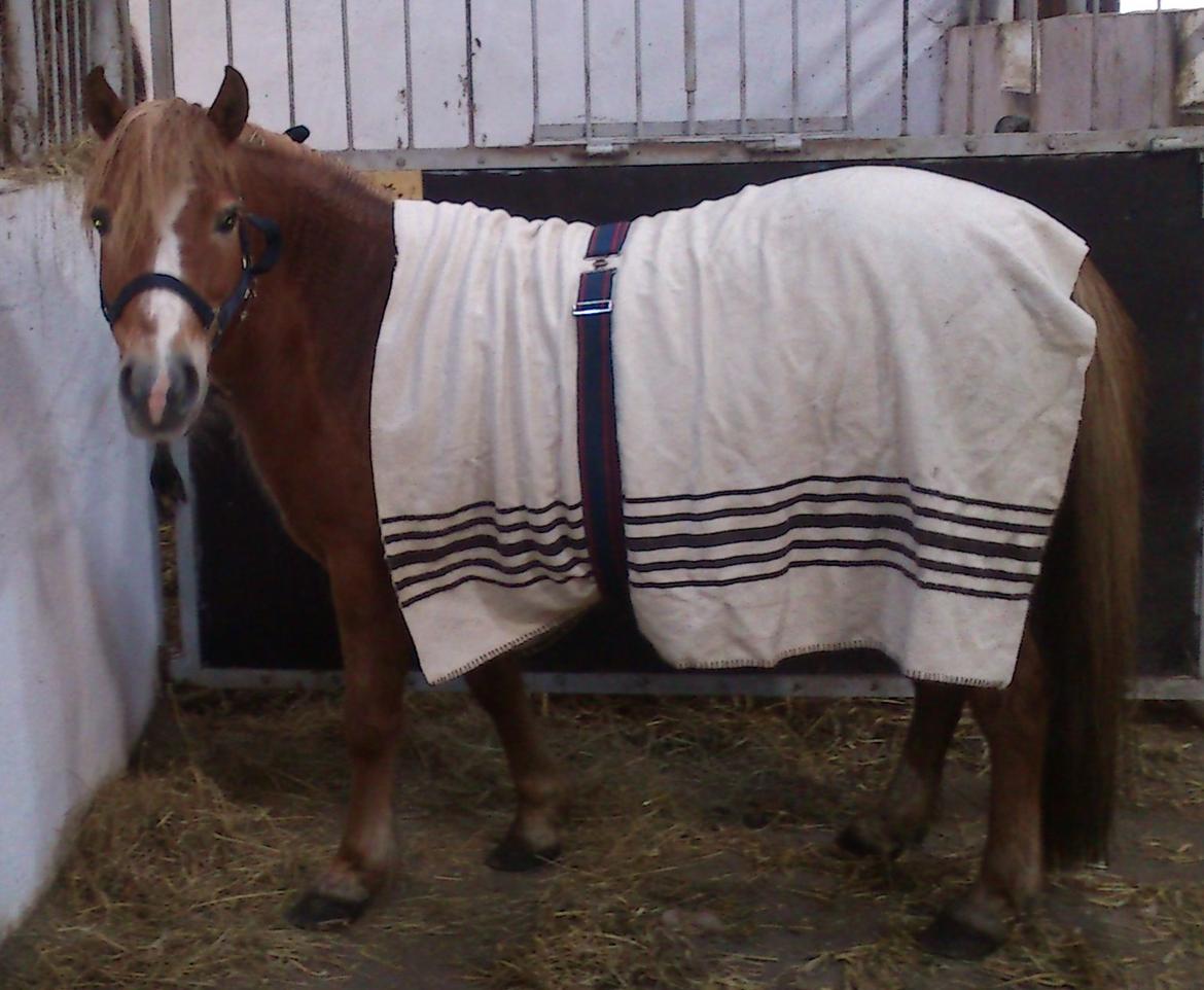 Anden særlig race Twiggi billede 3