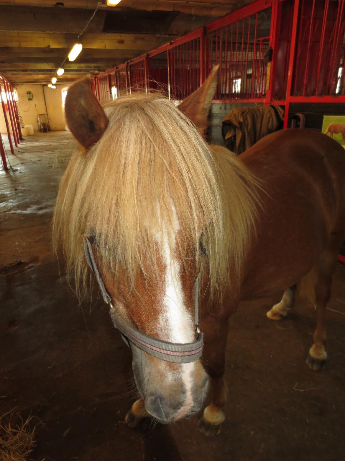 Anden særlig race Twiggi - Velkommen til Twiggis galleri :) <3 billede 1