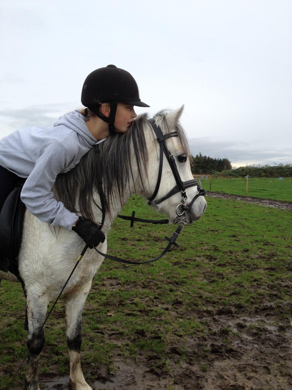 Welsh Mountain (sec A) Stensgaards Kahan. billede 1