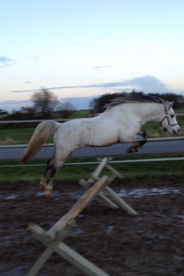 Welsh Mountain (sec A) Stensgaards Kahan. - I Can Fly <3 :D billede 3