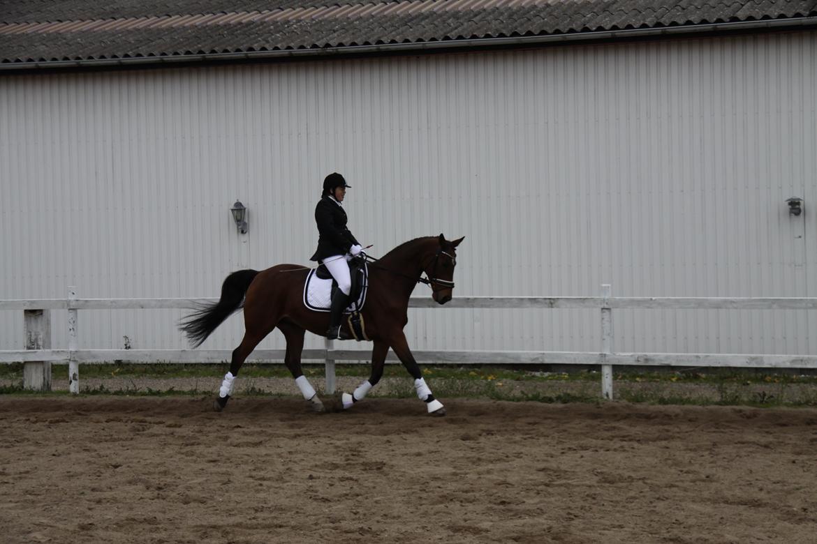 Hannoveraner Don Magic billede 17