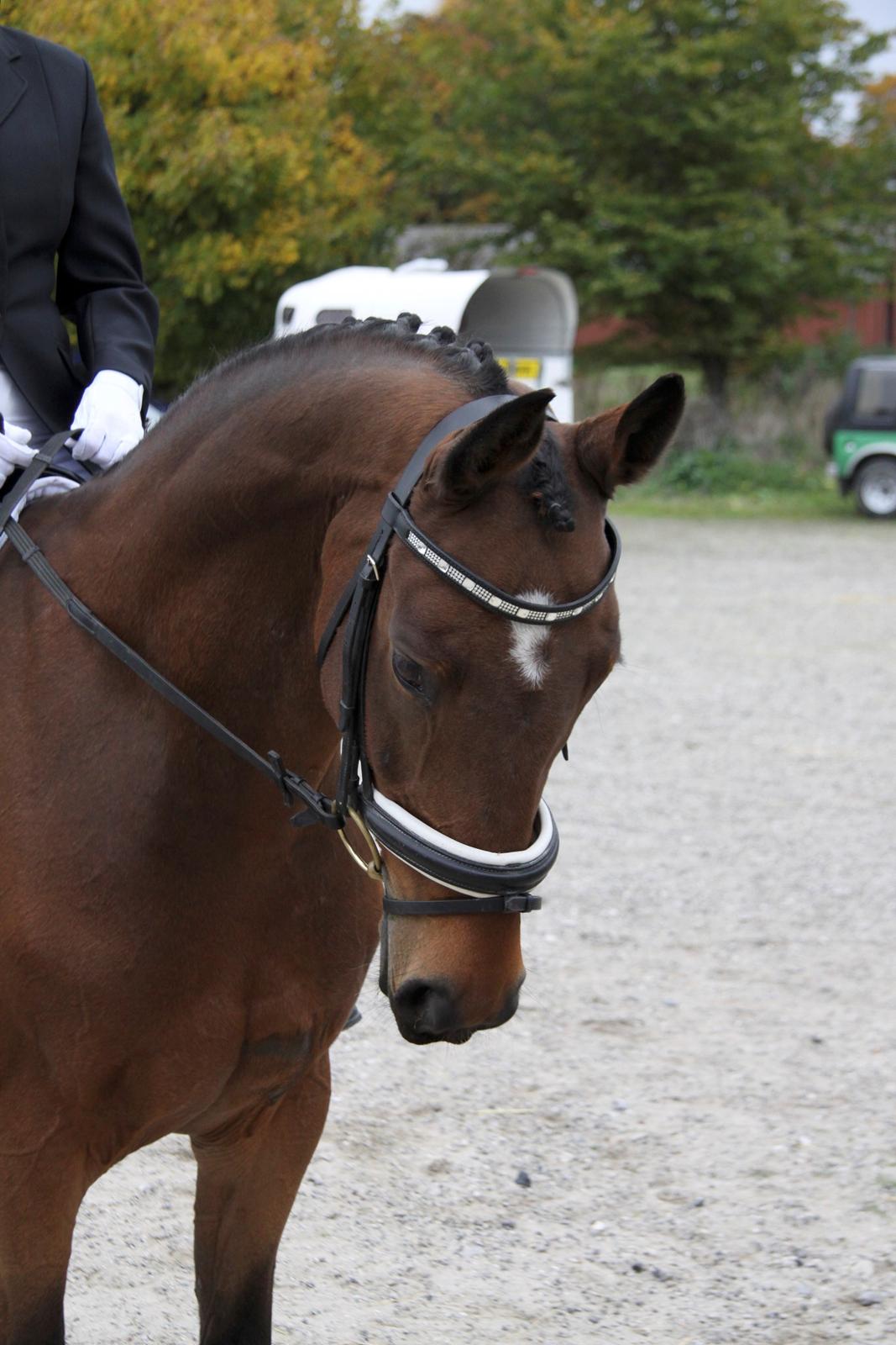 Hannoveraner Don Magic billede 18