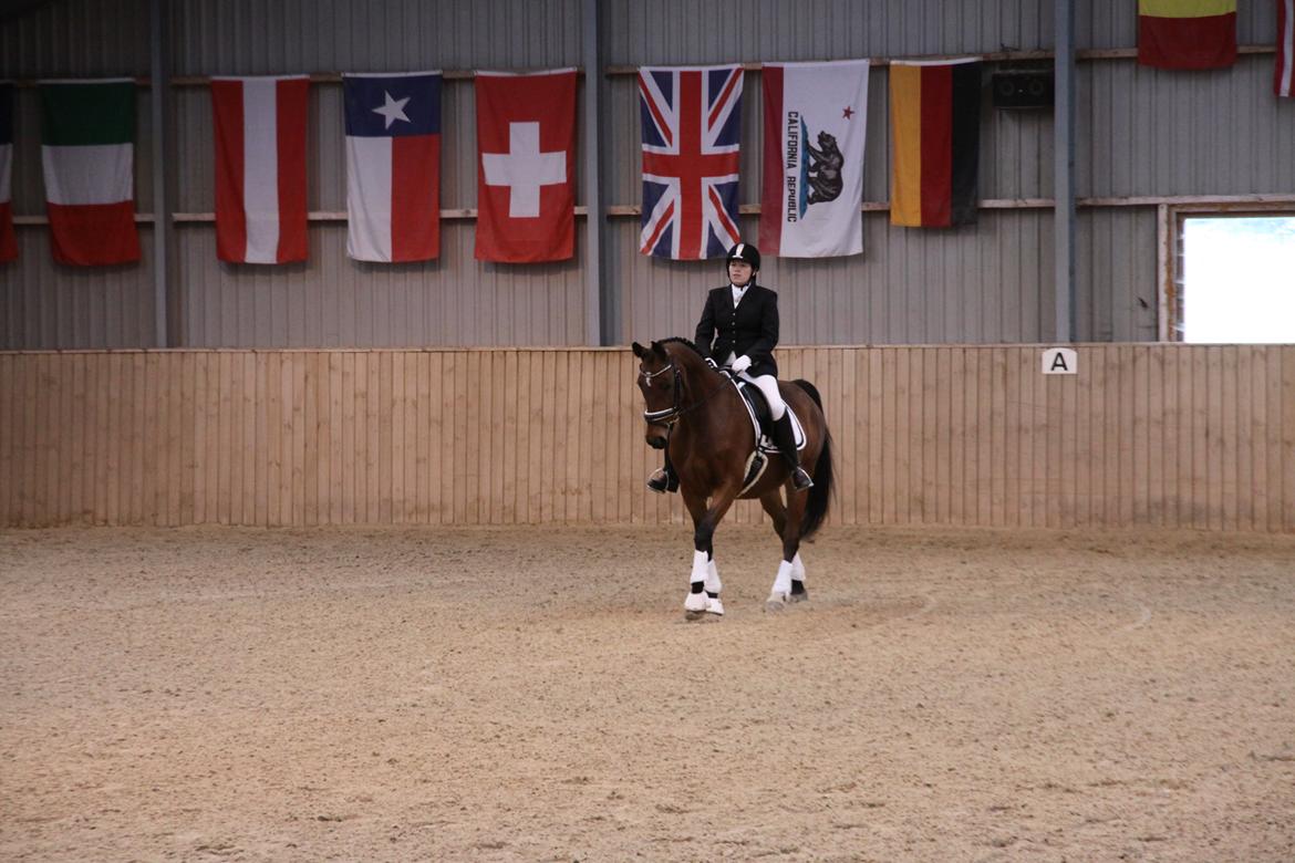 Hannoveraner Don Magic billede 19