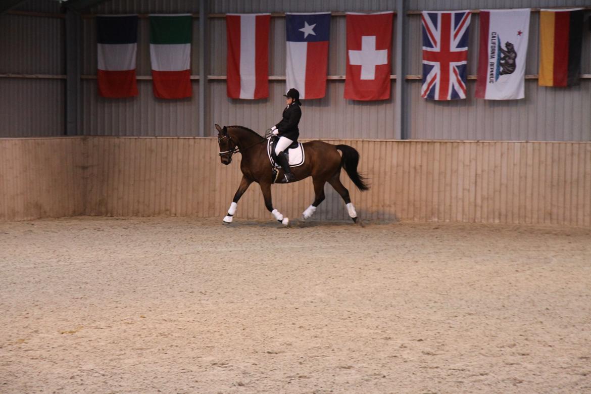 Hannoveraner Don Magic billede 20