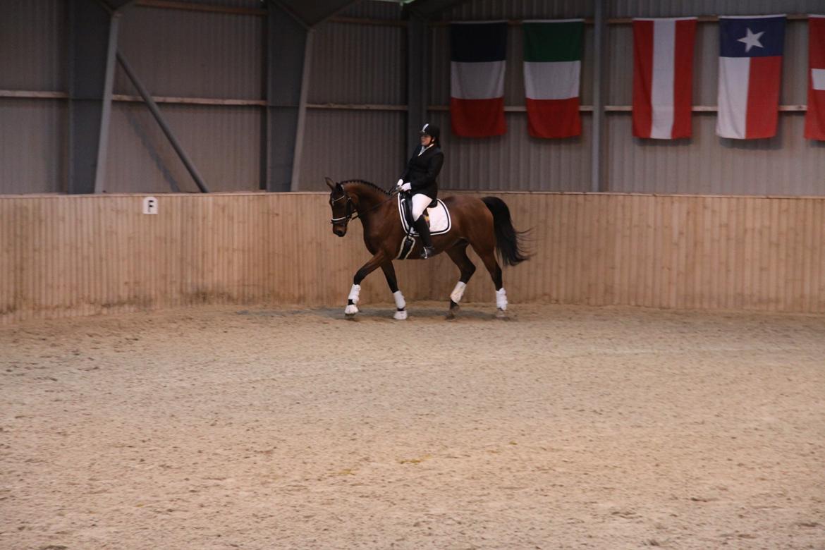 Hannoveraner Don Magic billede 21