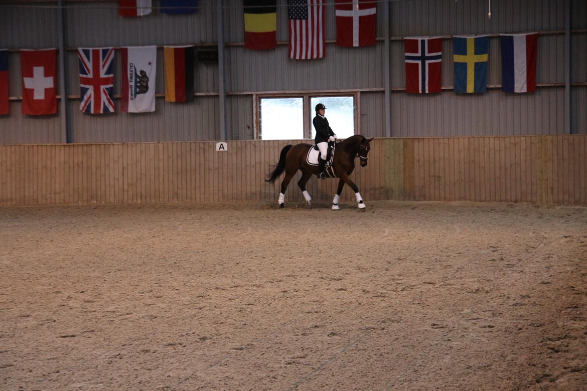 Hannoveraner Don Magic billede 22