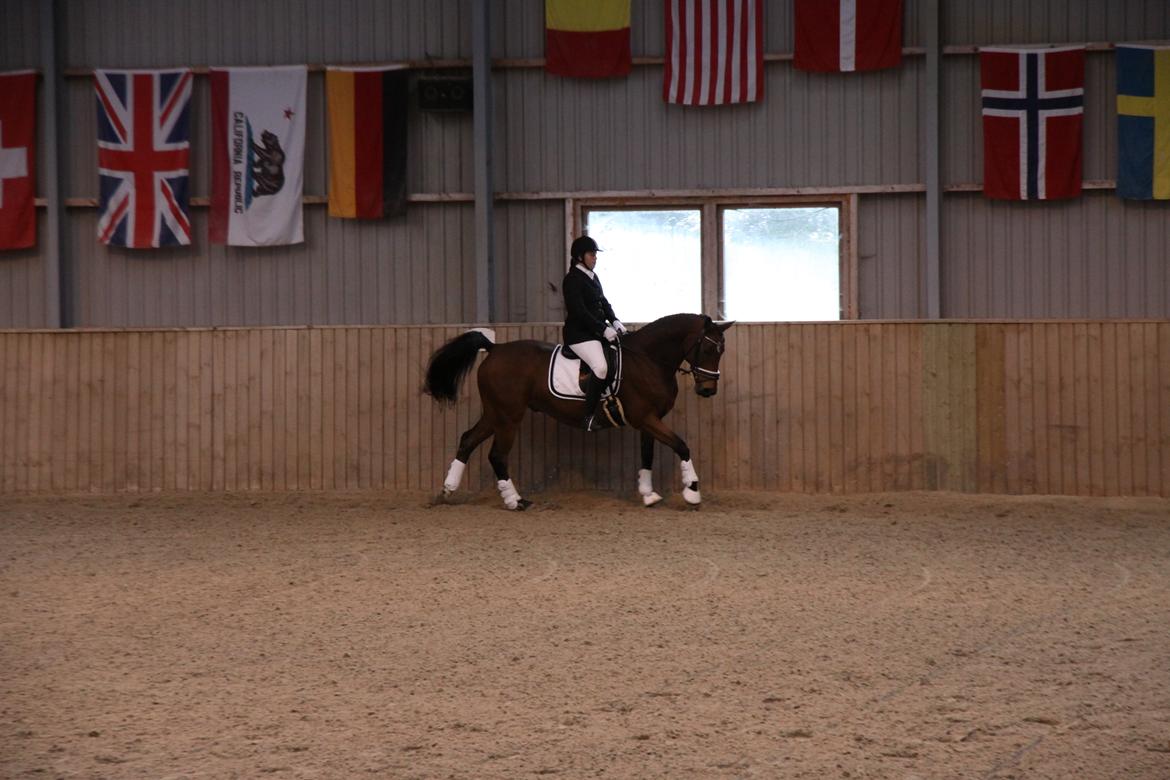 Hannoveraner Don Magic billede 23