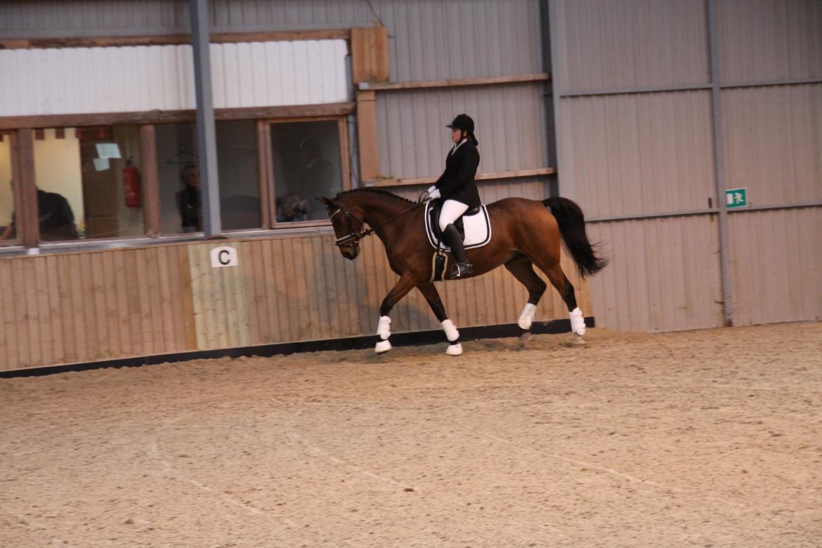 Hannoveraner Don Magic billede 24