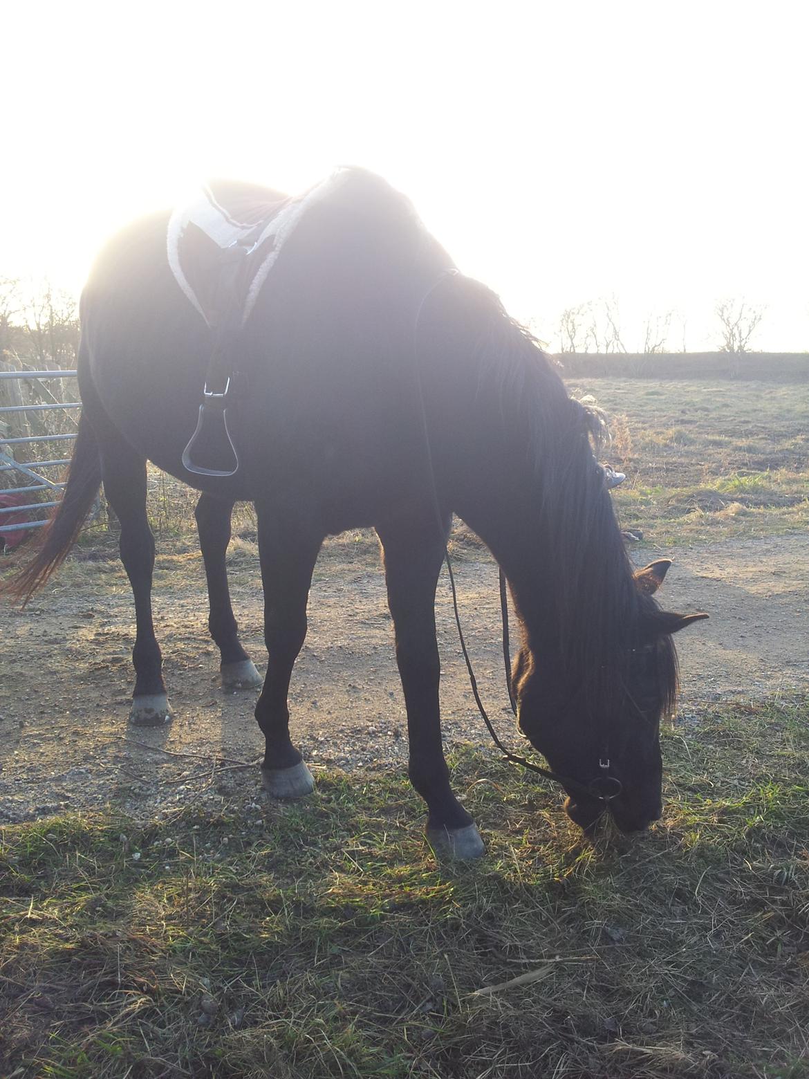 Trakehner Steinberg E (Spartacus) billede 1