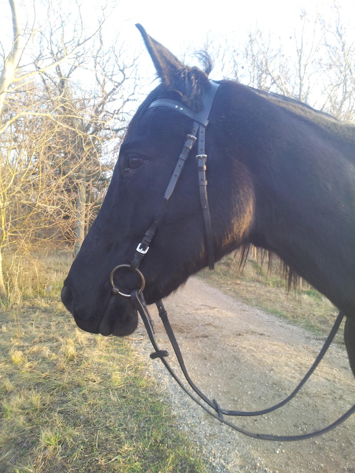 Trakehner Steinberg E (Spartacus) billede 2