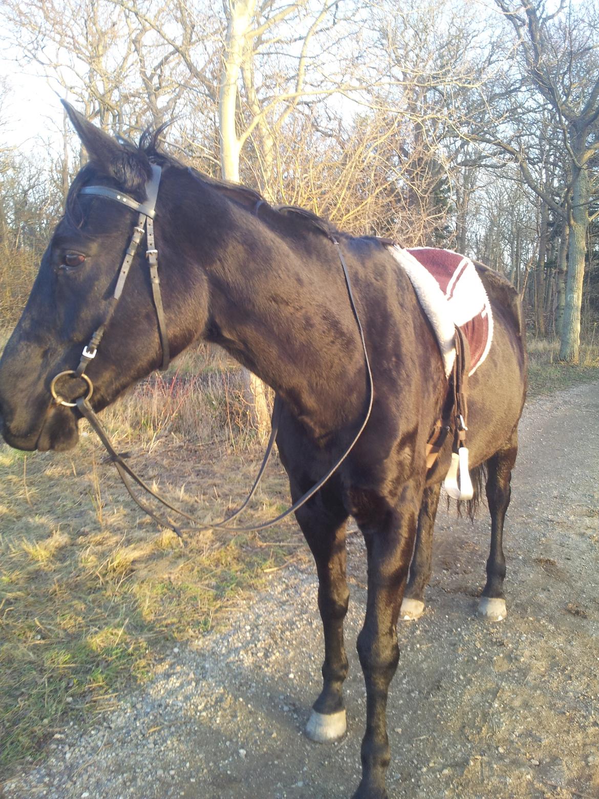 Trakehner Steinberg E (Spartacus) billede 3