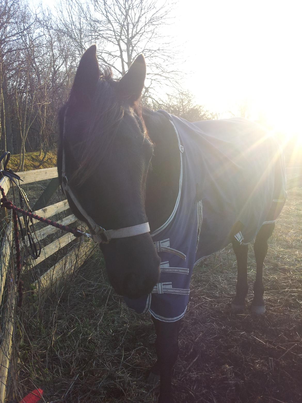 Trakehner Steinberg E (Spartacus) billede 4