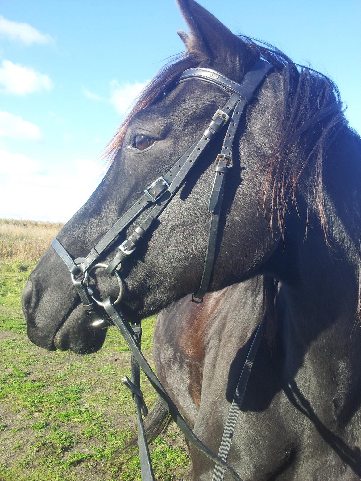 Trakehner Steinberg E (Spartacus) billede 5