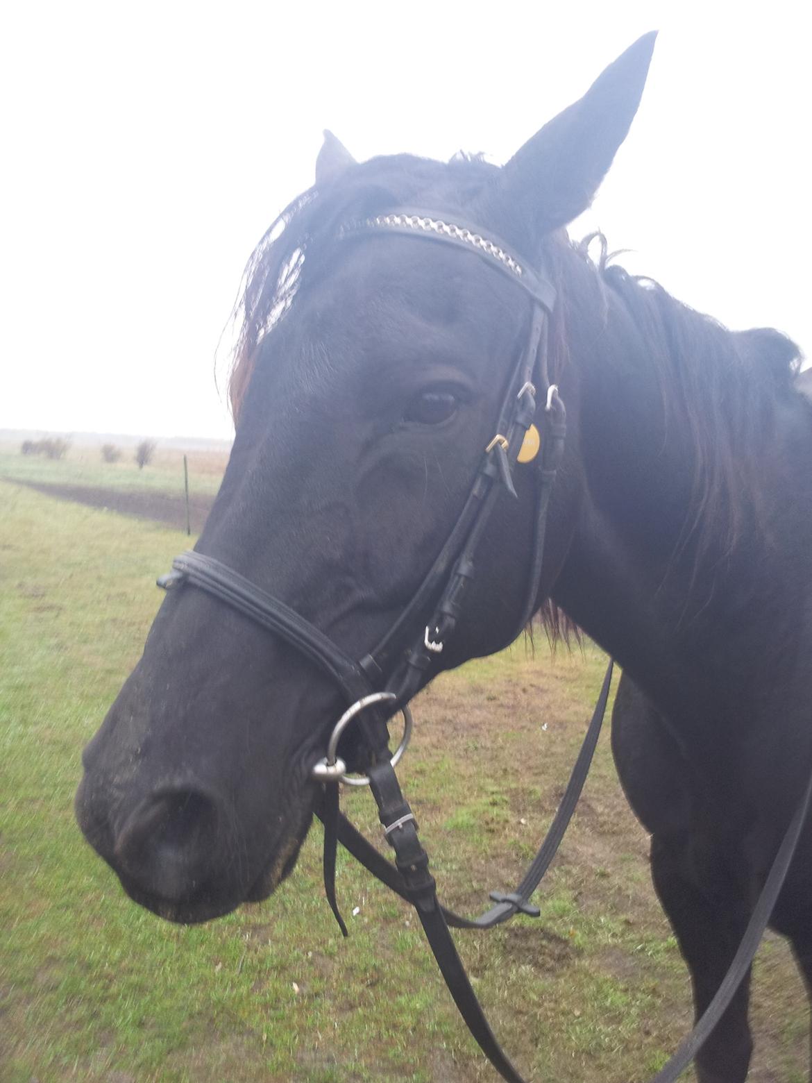 Trakehner Steinberg E (Spartacus) billede 6