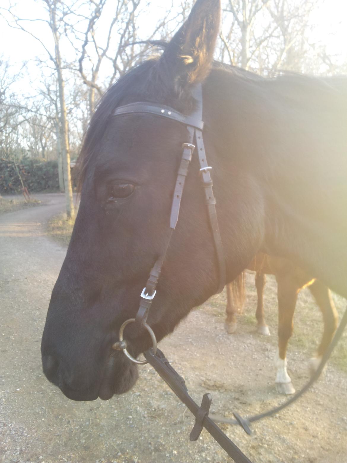 Trakehner Steinberg E (Spartacus) billede 7